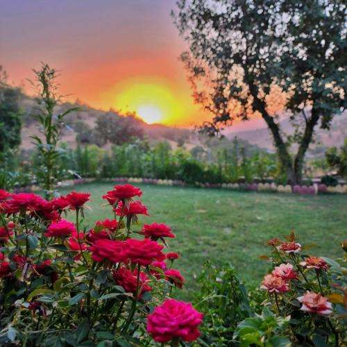 سجاد لکزایی دوسش دارم دیوونه وار