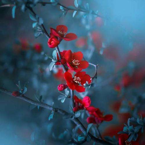  ای برار جو ای  برار جو سرمه قربون تو