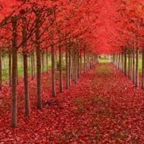 ناشناس کلید قلبمو دادم بهت گم نکنی سر به هوای من