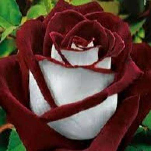  برای من دور ز خونه بهارا هم مثل خزون میمونه