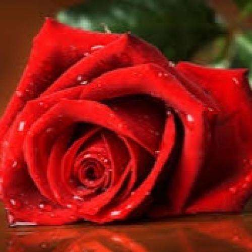 ناشناس یه دیوونه تو باغه دلم یک گل آتیش تنم کورهء داغه