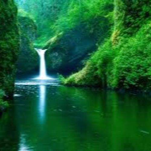  اگه از پرنده پرواز و بگیرن چی می مونه