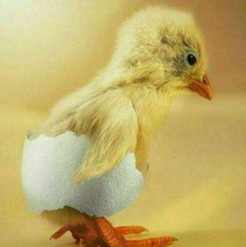 یه روزی تا ببینم موی تو میرقصه در باد