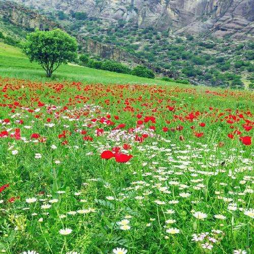 فرشید حکمتی بنگ غیرت لر بکن بین چه ها سیت ایکنه