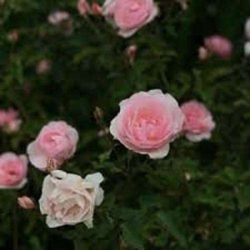  هنوز عطرت از اتاق من نرفته