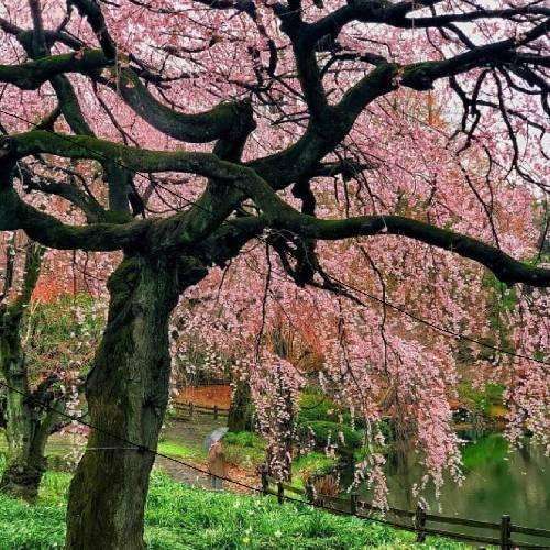 کبوتر دل افتاده دامش