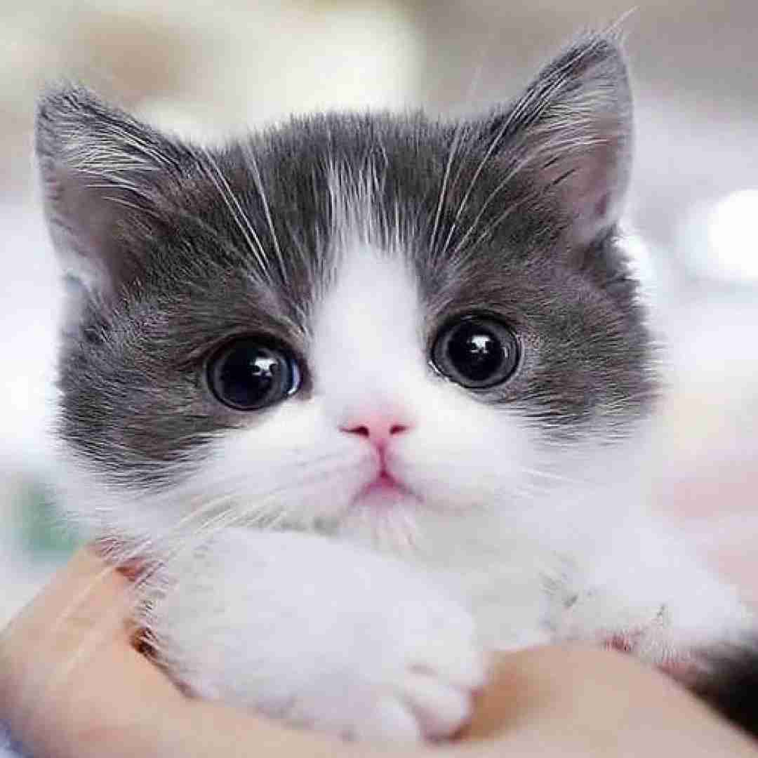  بشه منه فداش بشم منه