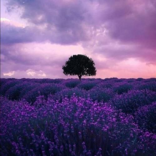  وای اﮔﻪ ﻋﺎﺷﻘﻢ ﺑﺸﻰ ﭼﻰ ﻣﻴﺸﻪ ﭼﻰ ﻣﻴﺸﻪ