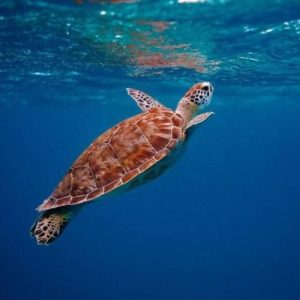 دانلود آهنگ میگن هر چی زیبا تر باشه گل خارشم بیشتره