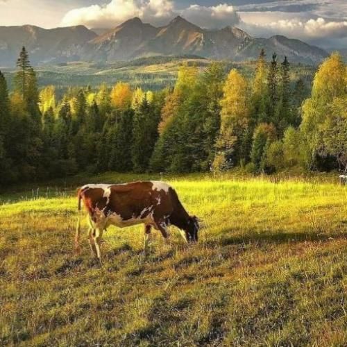  میباره بارون تو نیستی بغلم نمیتونم جاده رو برم آروم